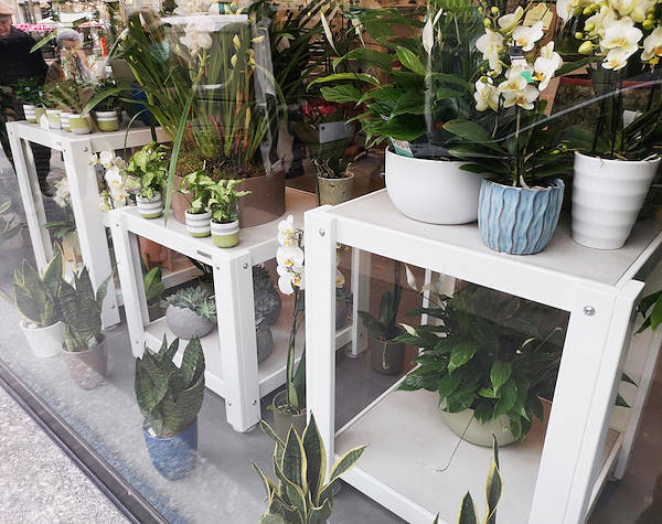 L'Oasi dei fiori в Милане обретает свежий облик благодаря обновленному и элегантному оформлению