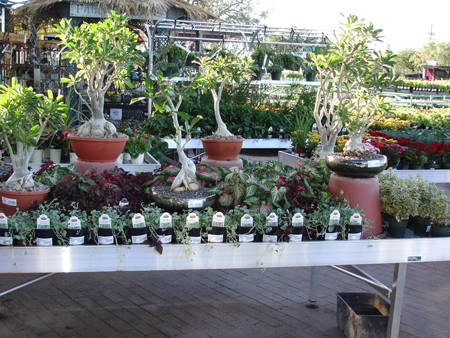 Mesquite Valley Growers Nursery - Self Watering Tables