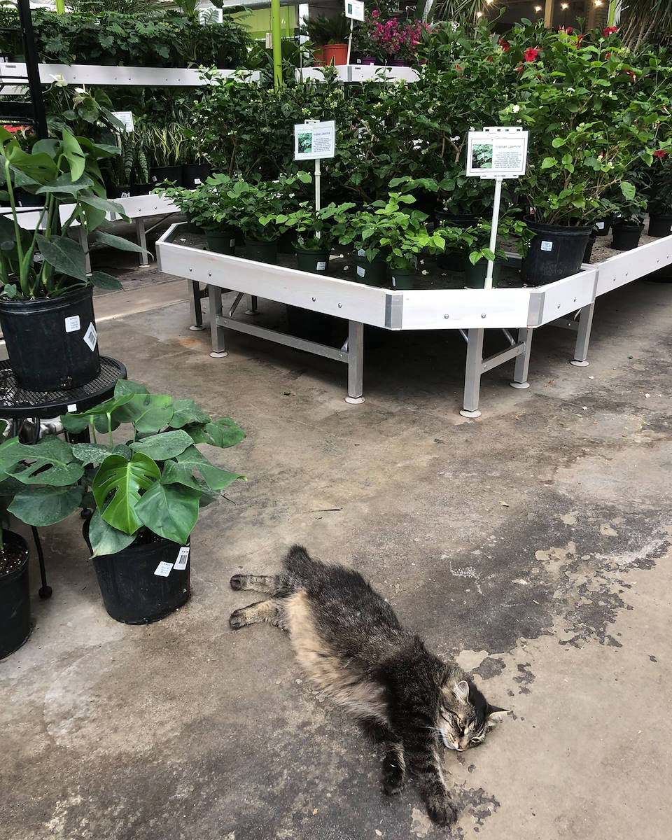 Скамейки Орланделли с Лейси