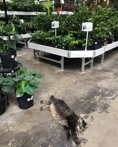 Minter Country Garden обновляет выставку растений и цветов вместе с Orlandelli