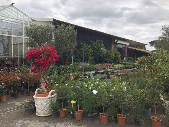 New Look for Erika Vivai