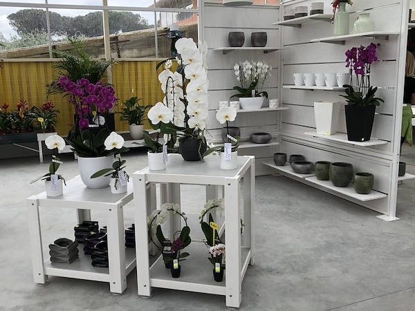 New Look for Erika Vivai