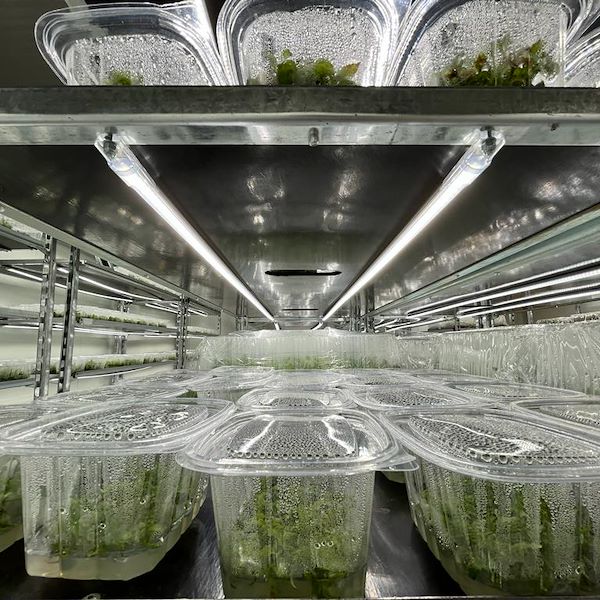 Тележка «Датский контейнер» с комплектом ламп Led для ПРОРОШЕНИЯ И ПРИВИВКИ растений