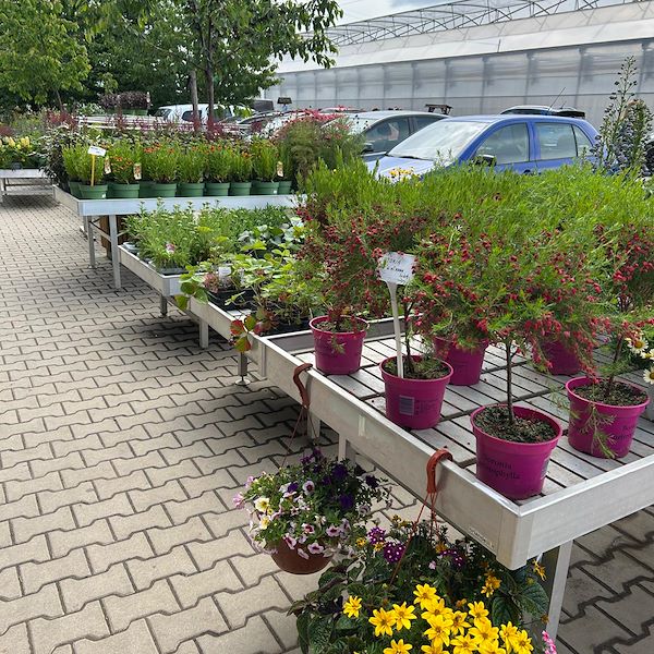 Organizzazione Orlandelli в Праге с AICG