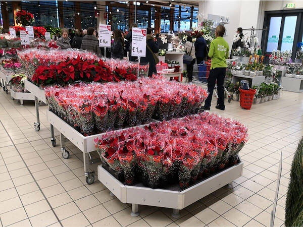 Modernization of plants and flowers exhibition area