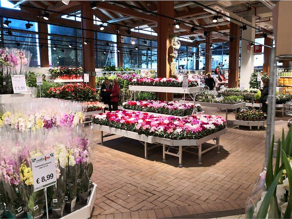 Modernization of plants and flowers exhibition area