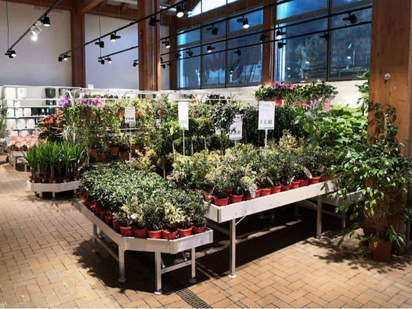 Modernization of plants and flowers exhibition area