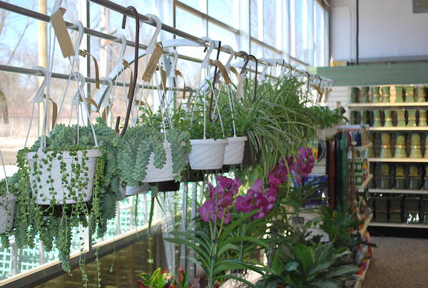 Открытие нового садового центра Petitti