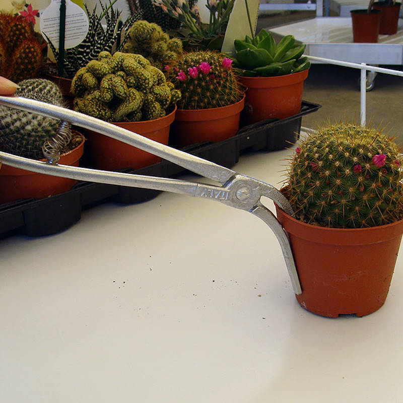 Plier for succulent plants