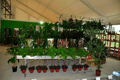 RUSSIA - MOSCOW - The official opening of the Garden Center in a new format!