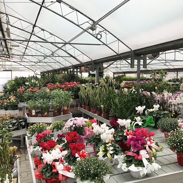 Новый облик сада Фредиани