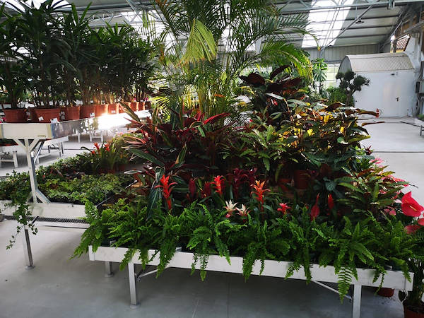 Viveros del Valle обновляет выставку растений и цветов