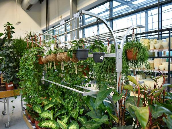 Chiringuito espositore per piante in basket